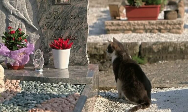 Loyal Cat Visits the Grave of the Man Who Rescued Him and Leaves Little Gifts