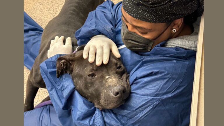 Pit Bull Who Endured ‘Unimaginable Cruelty’ Falls Into Arms of His Rescuers