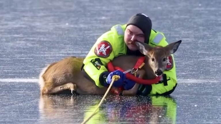 Terrified Deer Trapped on Ice Starts Crying — Then a Firefighter Holds Her Tight