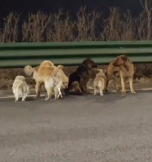 Seven Kidnapped Dogs Escape Suspected Meat Trade Truck and Travel 10 Miles Together to Find Their Way Home