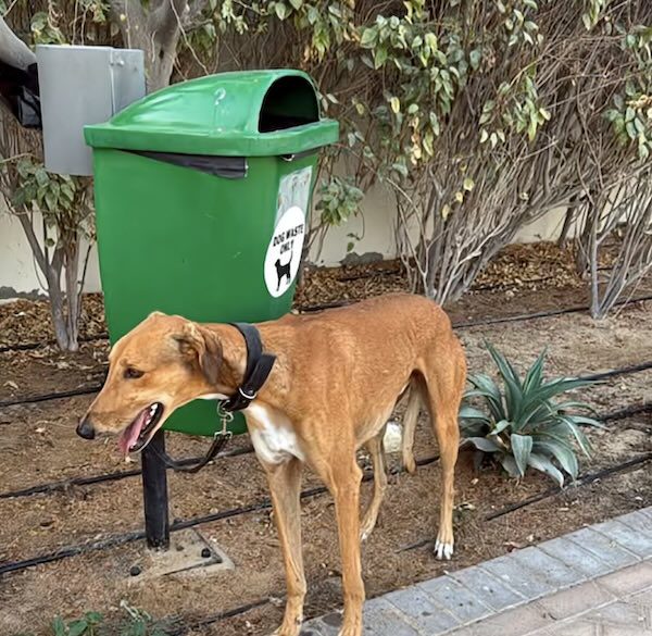 Animal Rescuers Plead With Owners Not to Abandon Pets Amid Dubai Evacuations