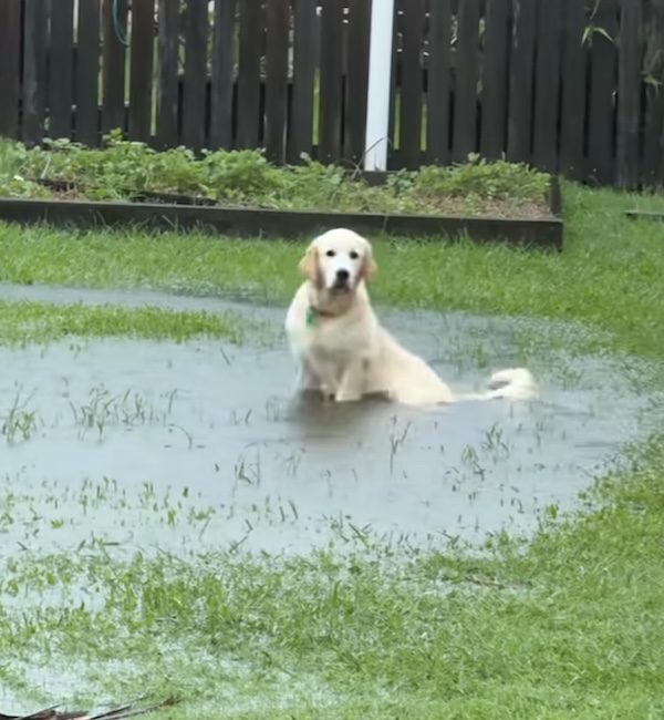 Eddie the puddle dog