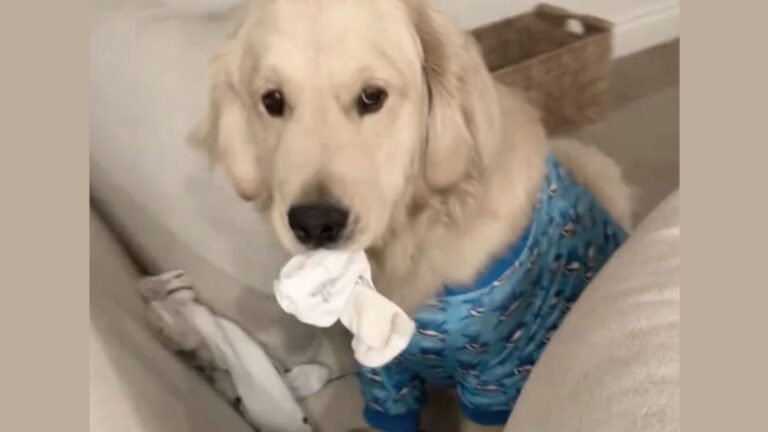 Mystery of the Missing Socks Solved — And the Culprit Is a Golden Retriever