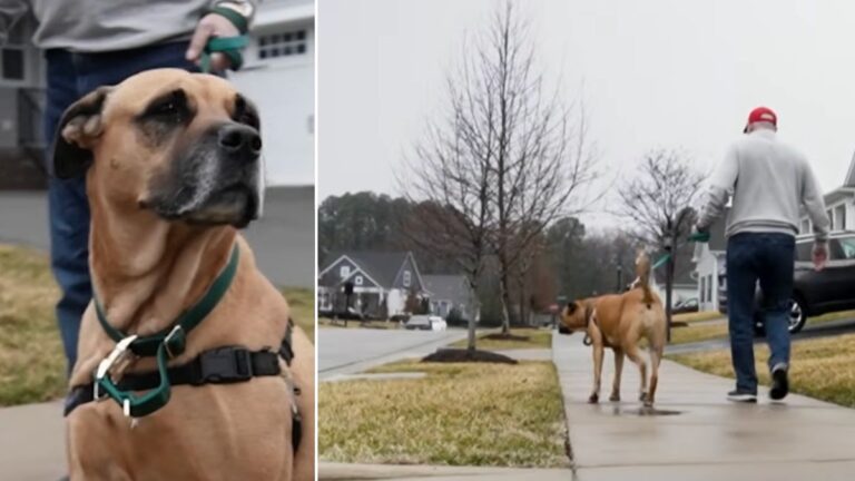 Heroic Dog Alerts Owner To Woman Found Freezing On Sidewalk
