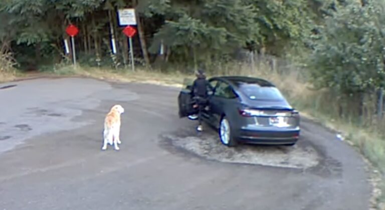 Prosecutors Charge Woman Who Dumped Senior Dog After Telling People That He Had Passed Away