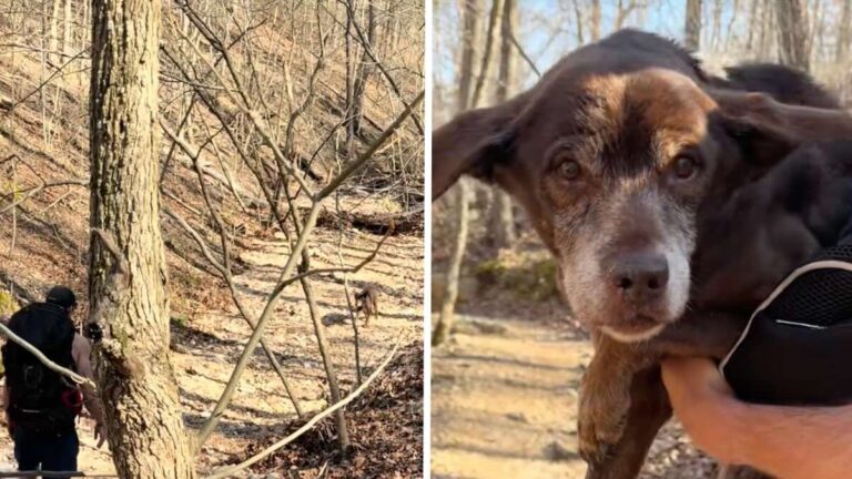 Couple Changes Their Hiking Route Last Minute — Finds a Lost Dog in Need of Help