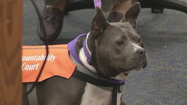 Once-Abused Dog Now Brings Hope and Healing to the Courtroom