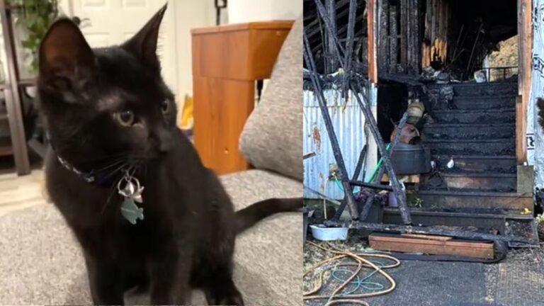 Man’s Newly Adopted Kitten Saves His Life From House Fire