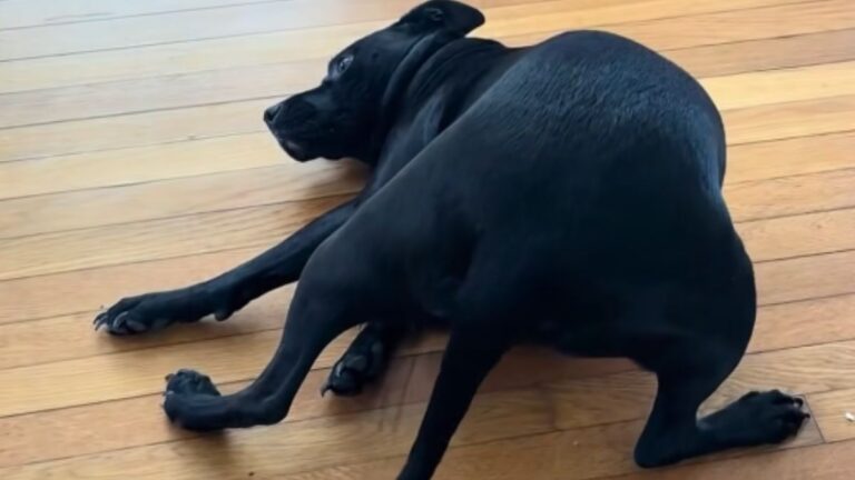 Dog Hilariously Asks For ‘Butt Pats’ All Day Long