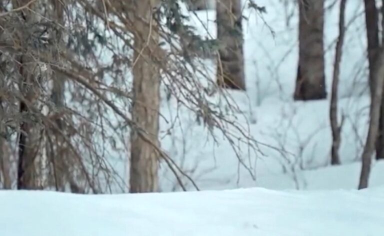 Woman Goes Into Woods And Hears Haunting Call Come From Wild Animal