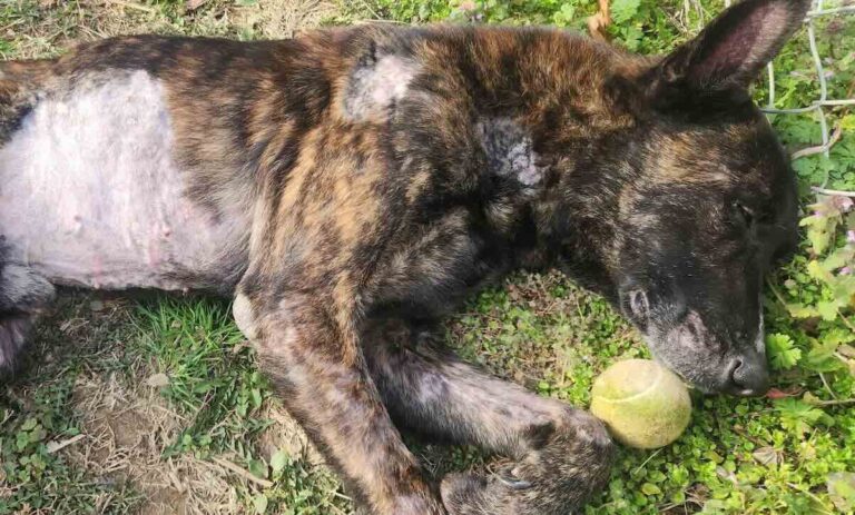 Former Police K9 Found Severely Malnourished, 19-Year-Old Charged With Animal Cruelty