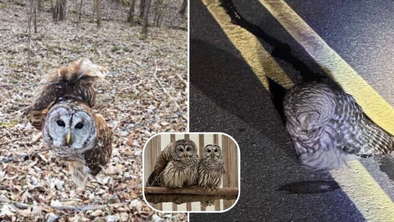 owls rescued