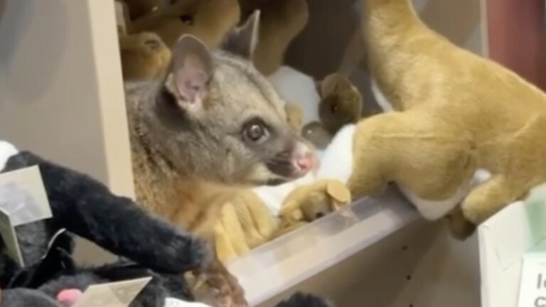 Possum Crashes Airport Gift Shop, Found Blending In With Plush Toys