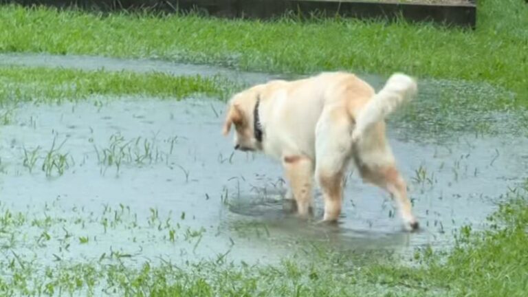 Golden Retriever Ignores Mom’s Instructions and Turns Flooded Backyard Into His Personal Pool
