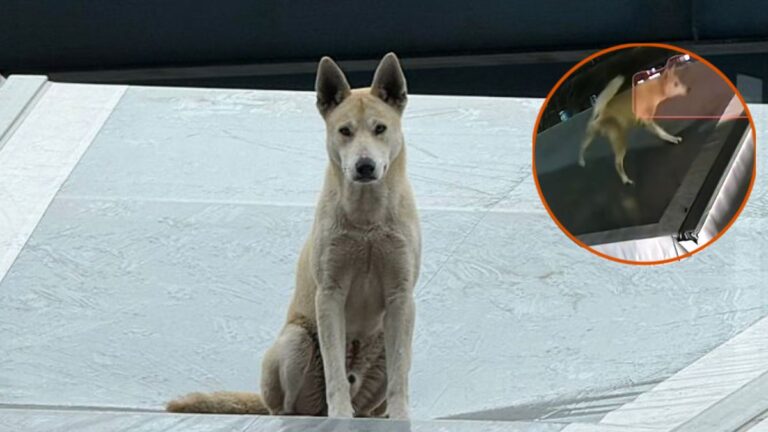 Stray Dog Survives Stormy Night On Tent Roof After Likely Being Thrown Off Nearby Bridge