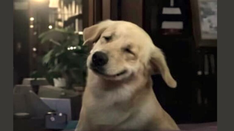 Shy Pup Has Cutest Reaction When Asked About His ‘Girlfriend’