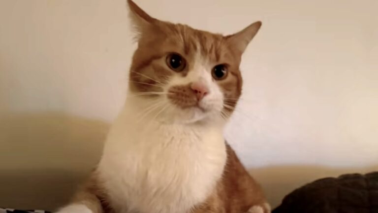 Hero Cat Wouldn’t Let His Family Sleep, Alerts Family To Danger
