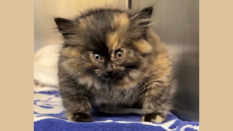 Stray Kitten Arrives at Shelter Filled With Air Like a Balloon
