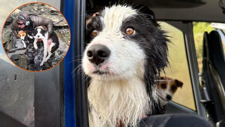 Border Collie Found Alive, Reunites with Owner a Week After Falling Down Waterfall