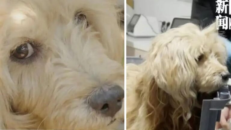Loyal Dog Waits Outside Home for Weeks, Unaware His Owner Has Passed Away