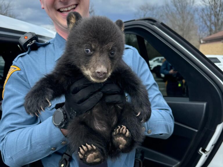 Troopers Rescue An Abandoned Bear Cub From A Ditch Near New Jersey Freeway