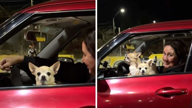 Viral Video of Car Full of Chihuahuas Delivers the Cutest Surprise Ending