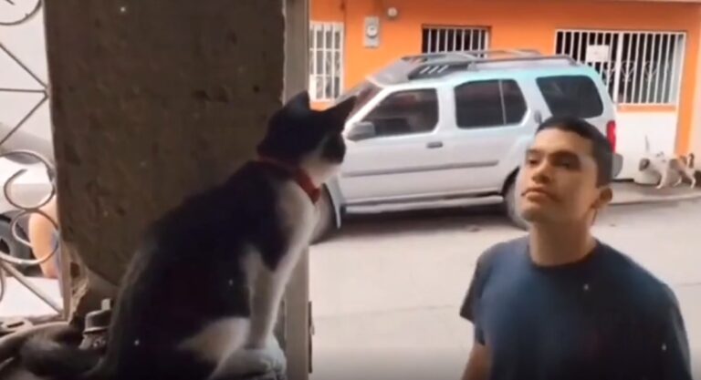 Cat Adorably ‘Blesses’ People Who Enter The Church