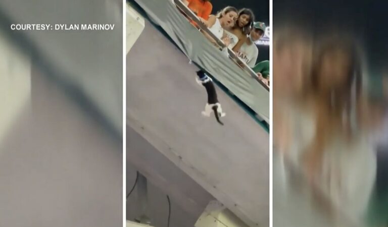 Fans Save Cat Dangling At Stadium At Hurricanes Game Using The American Flag