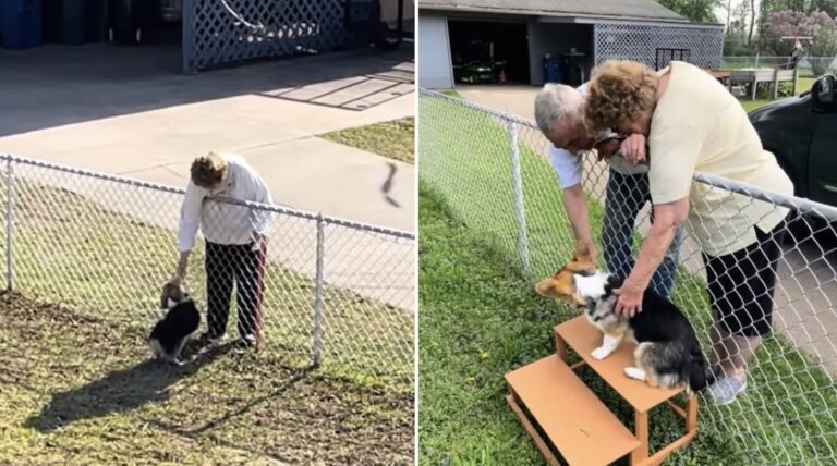 Neighbors Build Stairs For Corgi So They Can Pet Her Over The Fence