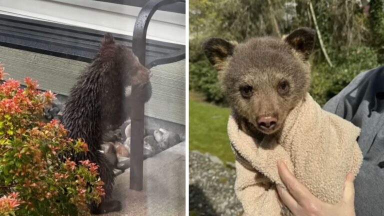 Neighbors Come Together to Save Abandoned Baby Black Bear Crying For Her Mother