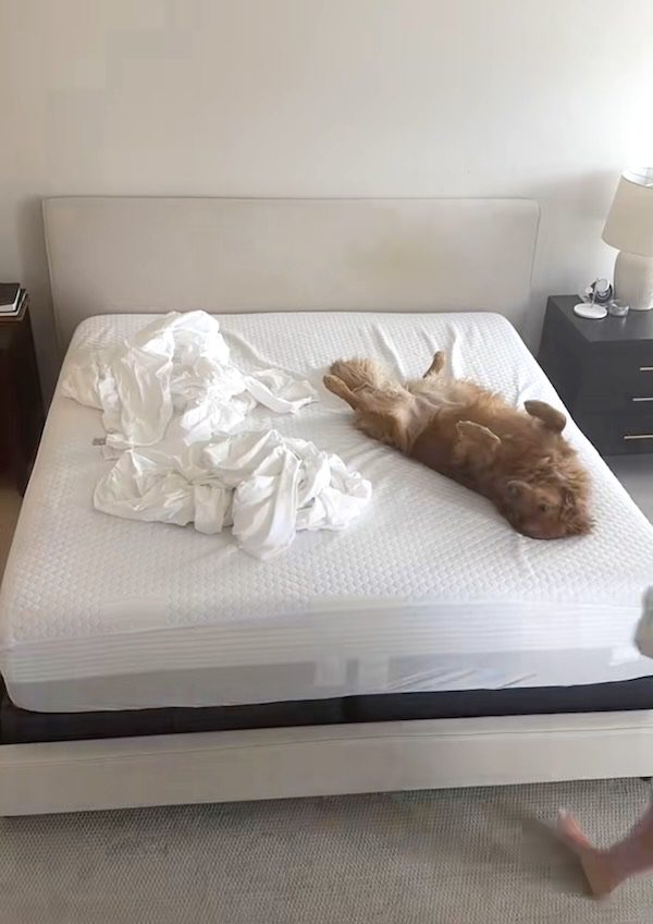 daisy on bed