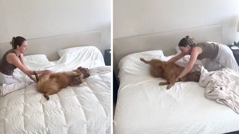Adorable Dog Insists Mom Work Around Her When Making The Bed To Gets Belly Rubs