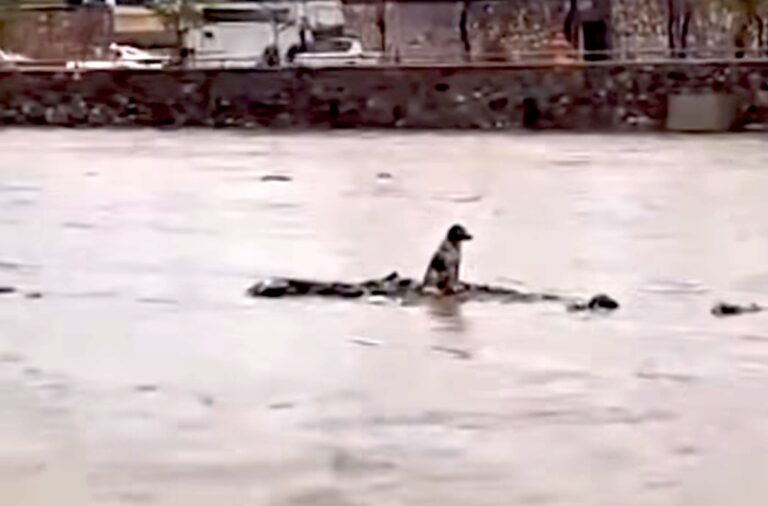 Dog Trapped 48 Hours In Floodwaters in Kabul River Rescued