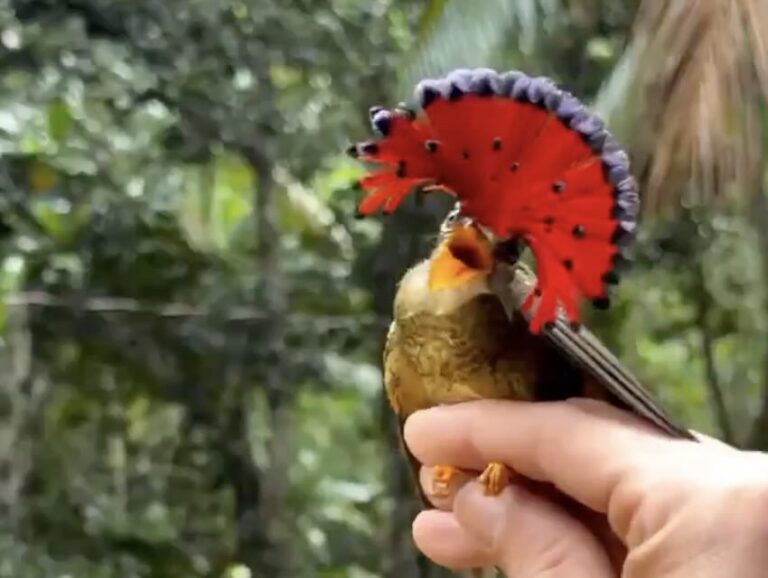 This Bird Reveals His ‘Hidden Crown’ And It Is Amazing To Watch