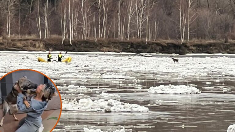 Dog Drifting on Ice Patch in North Saskatchewan River Rescued by Firefighters