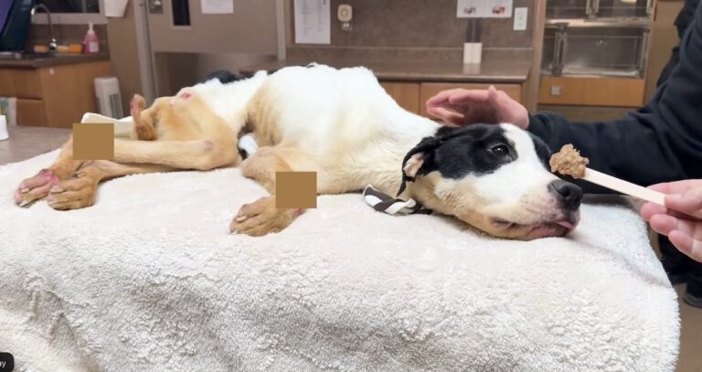Neglected Puppy Found Starving Still Looks At People With Trust