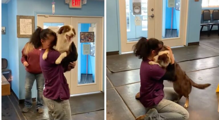 After 3 Weeks Missing, Dog Cries Out In Joy Reuniting With Her Loving Mom