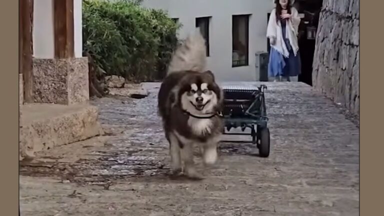 Malamute Hilariously Carries Luggage For Hostel Guests For Free