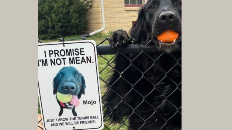 Dog Overcomes His Fear Of Strangers With Help Of Tennis Balls and a Sign