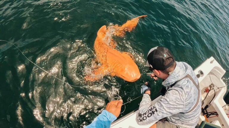First Ever Orange Shark Discovered By Fishermen Off The Coast Of Costa Rica