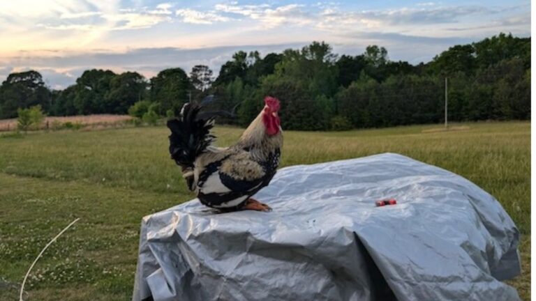Rooster Becomes The Most Expensive Ever Sold At A Local Auction For Heartwarming Reason