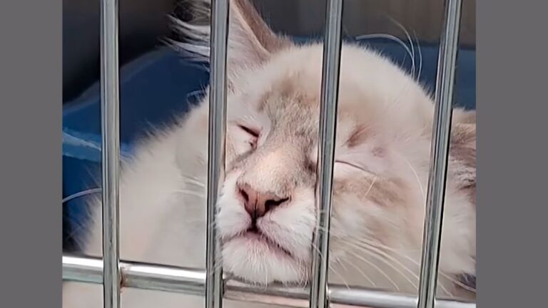 Stressed Kitten Stopped Eating At The Shelter, But One Foster Family Saved Him