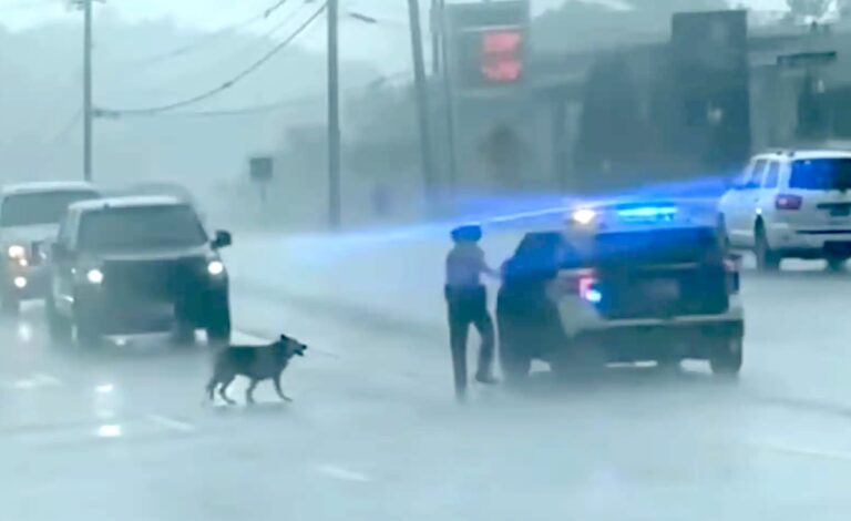 Trooper Helps A Dog Lost In Middle Of The Road Get Home Safely