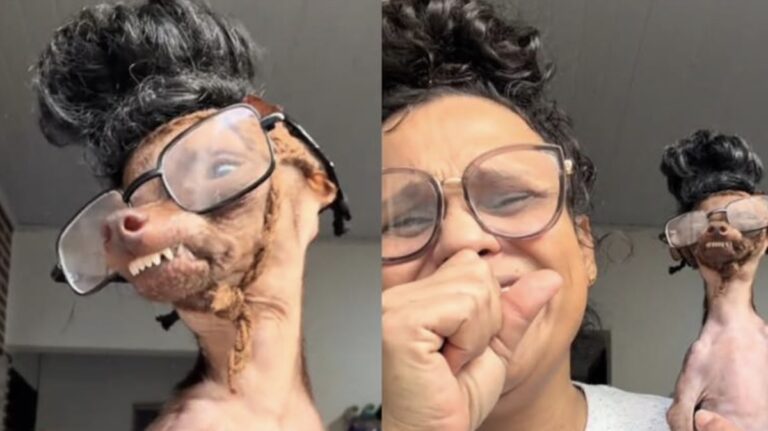 Mini Pinscher Dresses Up Like His Mom and She Can’t Stop Laughing