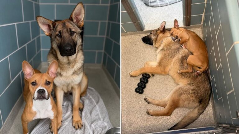 Pair Of Dogs Found Near Chicago Rail Line With Only Each Other To Lean On
