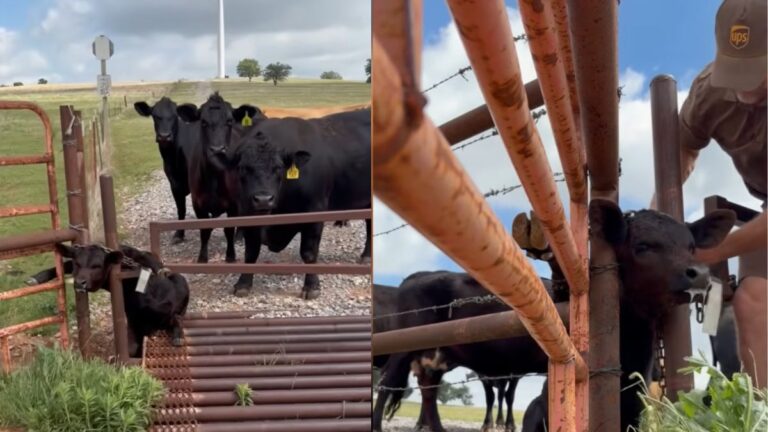 Delivery Driver Rescues A Calf Stuck in Gate