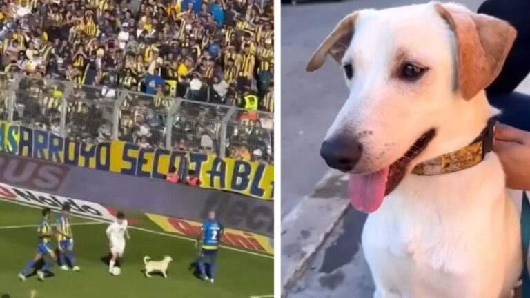 Puppy Escapes Home and Gate Crashes a Soccer Game, Stealing the Show