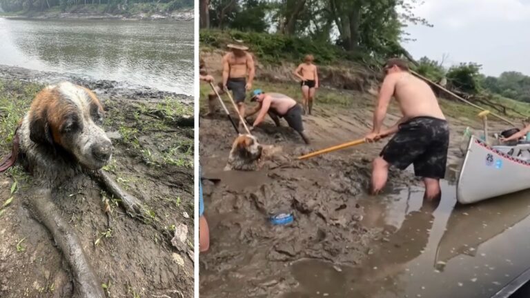 Bachelor Party Out Canoeing Spot A Dog’s Head Sticking Out Of The Mud