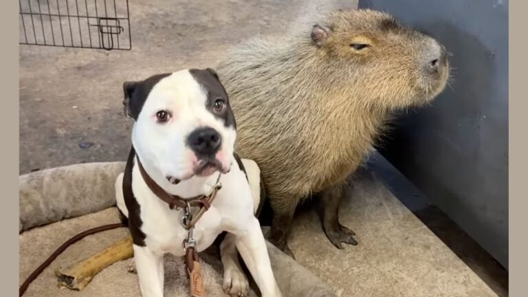 Rescued Capybara Rejected By His Own Kind Finds His Best Friend In A Dog