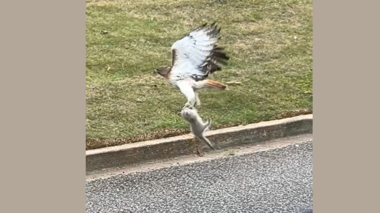 Woman Sees A Hawk Clutching What She Thinks Is A Squirrel – But It’s A Kitten